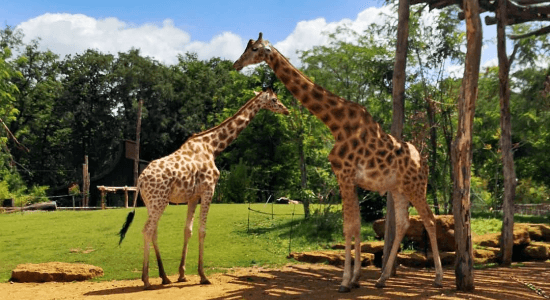 Ma Colo aux Zoos (ete) 2