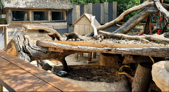 Ma Colo aux Zoos (ete) 5