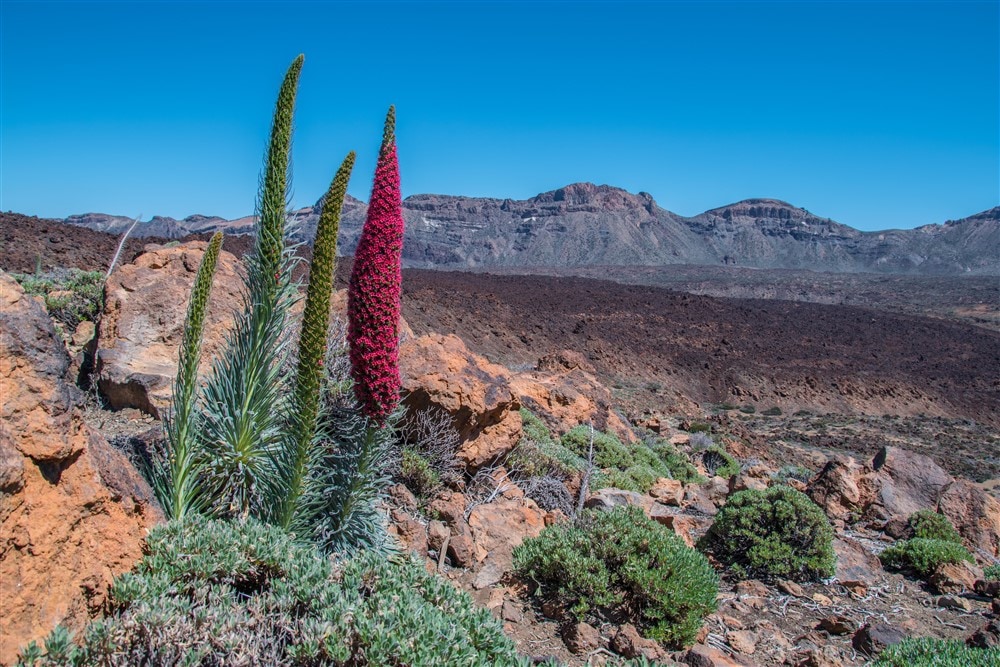 Tenerife 3
