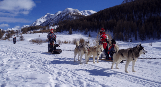 Ski et Chiens Traineaux 1
