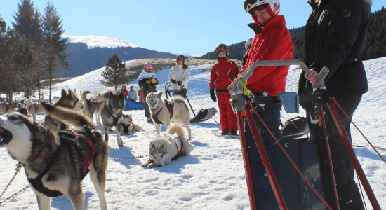 Ski et Chiens Traineaux 3