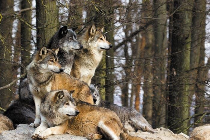 Colonie Eco Parc Animalier (découverte des Grands Prédateurs) 1