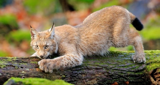 Colonie Eco Parc Animalier (découverte des Grands Prédateurs) 2