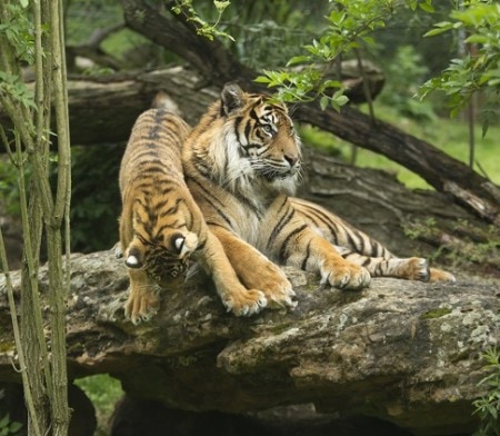 Apprends à Nager& Découvre les Animaux 2