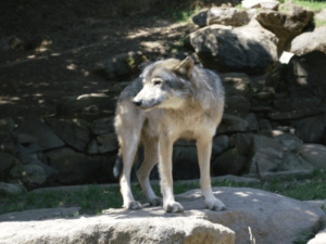 Chic Planet' Colos - Colonie de vacances - Mes vacances à la montagne