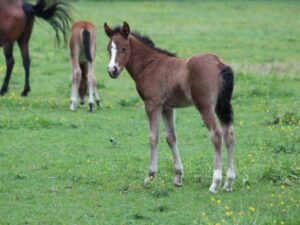 Les Terrasses – Cavaliers en herbe et petits fermiers - Colonie de vacances - Poneys des 4 Saisons | RESACOLO