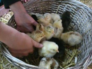 Ferme des Balances - Colonie de vacances - Chic Planet' Colos | RESACOLO