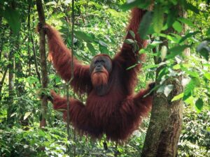 Sumatra - Colonie de vacances - Zigo Tours | RESACOLO