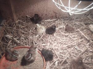 Ferme des Balances - Colonie de vacances - Chic Planet' Colos | RESACOLO