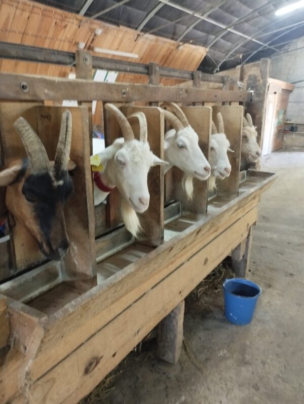 Ferme des Balances - Colonie de vacances - Chic Planet' Colos | RESACOLO