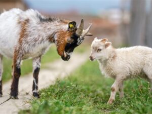 Chic Planet'colos - Colonie de vacances - Ferme de l'Aoueille