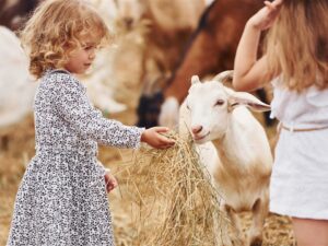 Chic Planet'colos - Colonie de vacances - Ferme de l'Aoueille