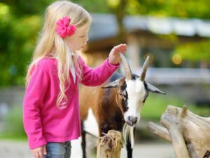Chic Planet'colos - Colonie de vacances - Ferme de l'Aoueille