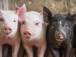 Chic Planet'colos - Colonie de vacances - Ferme de l'Aoueille