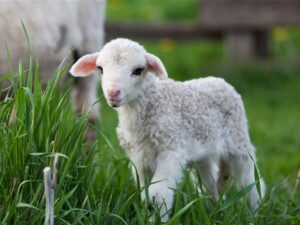 Chic Planet'colos - Colonie de vacances - Ferme de l'Aoueille