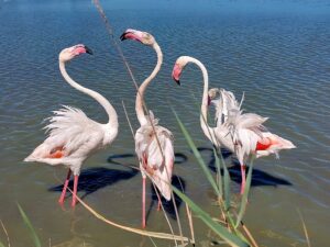 Evasion en Méditerranée - Colonie de vacances - CESL | RESACOLO