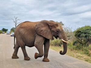 Zigo Tours - Colonie de vacances - Afrique de Sud