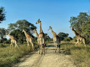 Zigo Tours - Colonie de vacances - Afrique de Sud