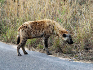 Zigo Tours - Colonie de vacances - Afrique de Sud
