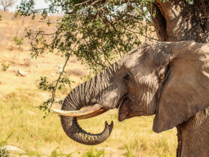 Zigo Tours - Colonie de vacances - Afrique de Sud