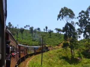 Les Vacances du Zèbre - Colonie de vacances - Sri Lanka
