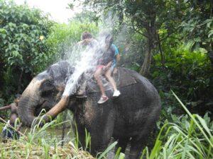 Les Vacances du Zèbre - Colonie de vacances - Sri Lanka