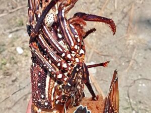 Île de Zanzibar - Colonie de vacances - CESL | RESACOLO