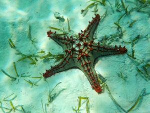 Île de Zanzibar - Colonie de vacances - CESL | RESACOLO