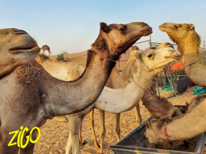 Zigo Tours - Colonie de vacances - Dubaï & Abu Dhabi
