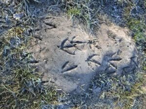 Equifun - Colonie de vacances - Les Pieds sur Terre, la Tête dans les nuages