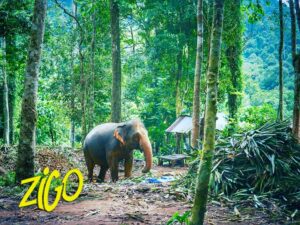 Zigo Tours - Séjour jeunes adultes - Vietnam - Cambodge - Thaïlande