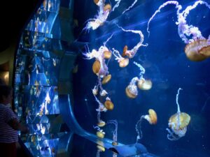 Eole Loisirs - Colonie de vacances - Baie de Somme & Parc Bagatelle