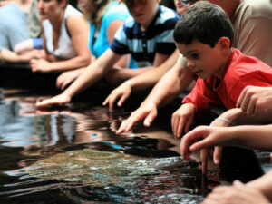 Eole Loisirs - Colonie de vacances - Baie de Somme & Parc Bagatelle